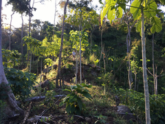 Roseodendron donnell-smithii