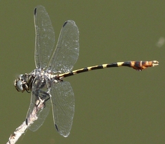 Phyllogomphoides stigmatus