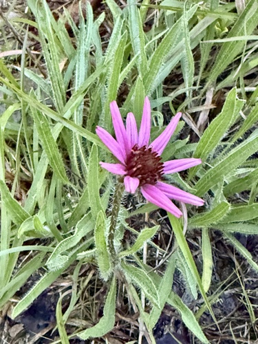 Echinacea tennesseensis, photograph 5