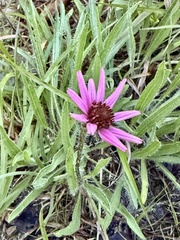 Echinacea tennesseensis, photograph (c) Hill Craddock, some rights reserved (CC BY)