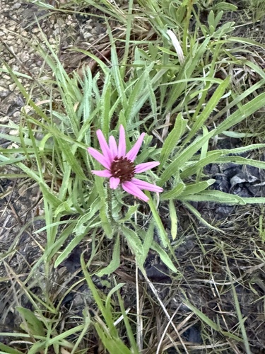 Echinacea tennesseensis, photograph 6