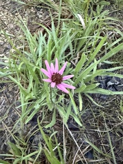 Echinacea tennesseensis, photograph (c) Hill Craddock, some rights reserved (CC BY)