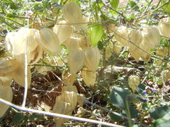 Physalis purpurea