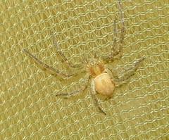 Philodromus rufus