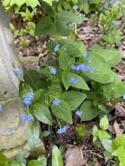 Brunnera