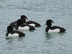 Aythya fuligula