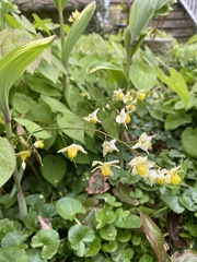 Epimedium