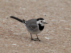 Motacilla alba