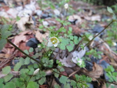 Dichocarpum trachyspermum