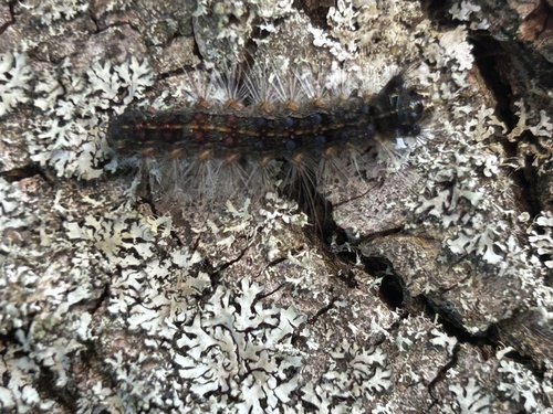 Spongy Moth
