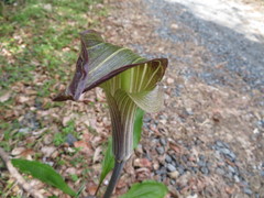 Arisaema limbatum