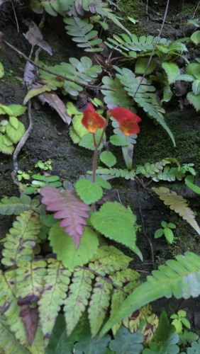 Sinningia nordestina