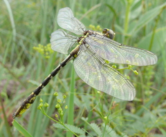 Phanogomphus militaris
