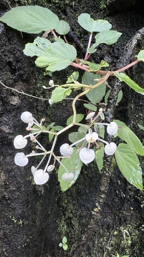 Begonia saxicola