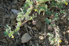 Medicago rigidula