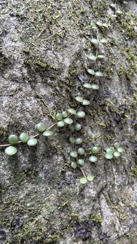 Peperomia circinnata