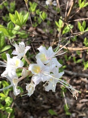 Rhododendron alabamense