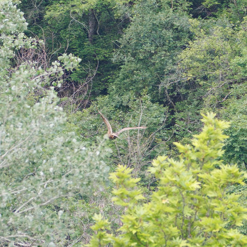 Eurasian Eagle-Owl