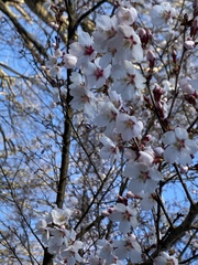 Prunus armeniaca
