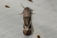 Niceteria macrocosma