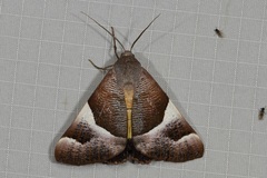 Niceteria macrocosma