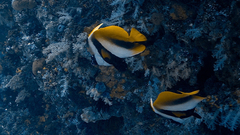 Masked bannerfish