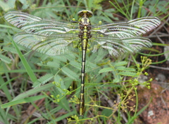 Phanogomphus militaris
