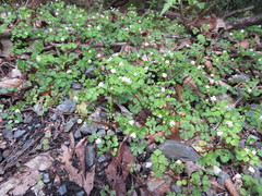 Dichocarpum trachyspermum