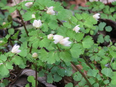 Dichocarpum trachyspermum