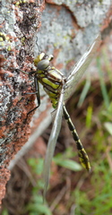 Phanogomphus militaris