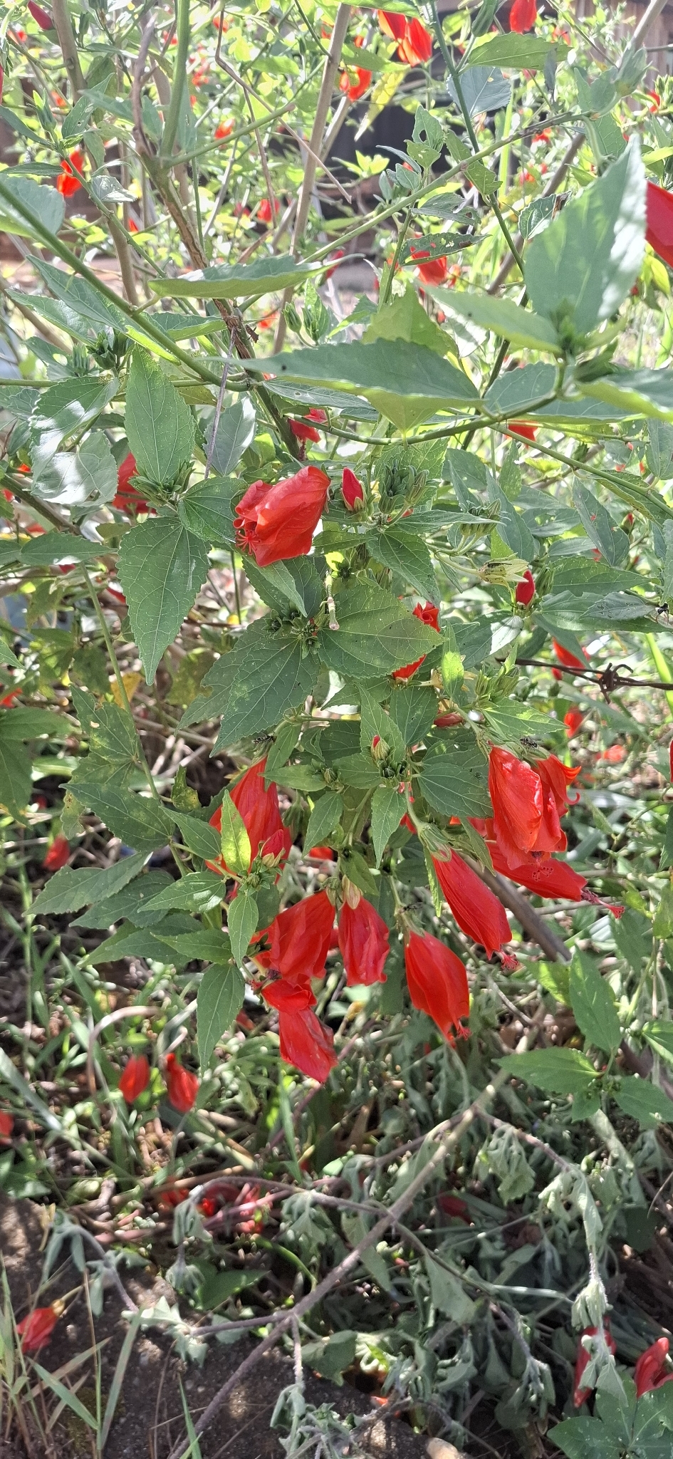 Malvaviscus penduliflorus