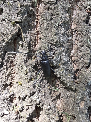 Capricorn beetle