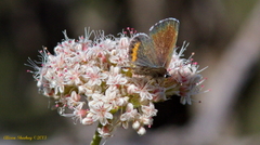 Euphilotes bernardino