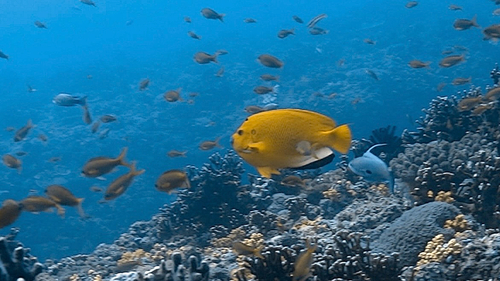 Angelfish (Apolemichthys trimaculatus) — Pomacanthidae — 4