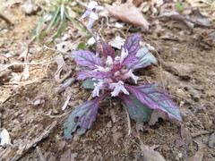 Ajuga yesoensis tsukubana