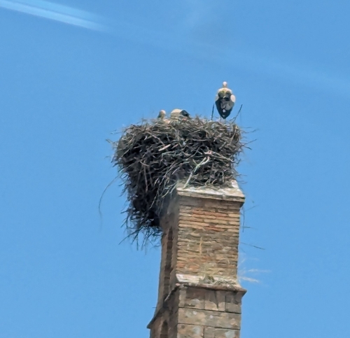 White Stork