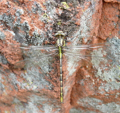Phanogomphus militaris