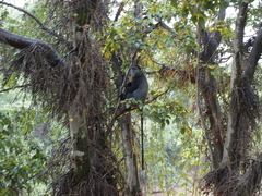 Cercopithecus mitis stuhlmanni