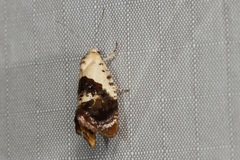 Hypertropha chlaenota