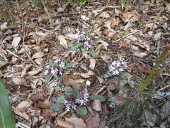 Ajuga yesoensis tsukubana