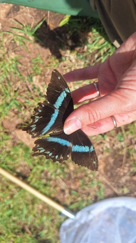 Narrow Green-banded Swallowtail