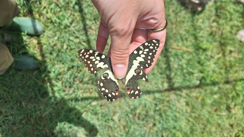 Citrus Swallowtail