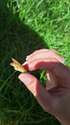 Plain Tiger Butterfly