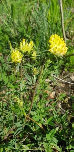 Common Kidney-Vetch