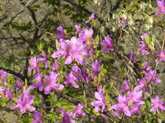 Rhododendron wadanum