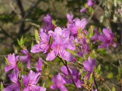 Rhododendron wadanum
