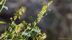 Ceanothus integerrimus macrothyrsus