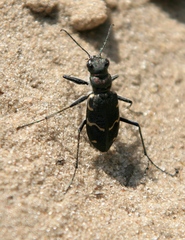 Cicindela sylvatica