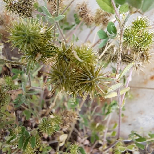 little bur-clover