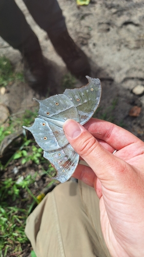 Common Mother-of-Pearl